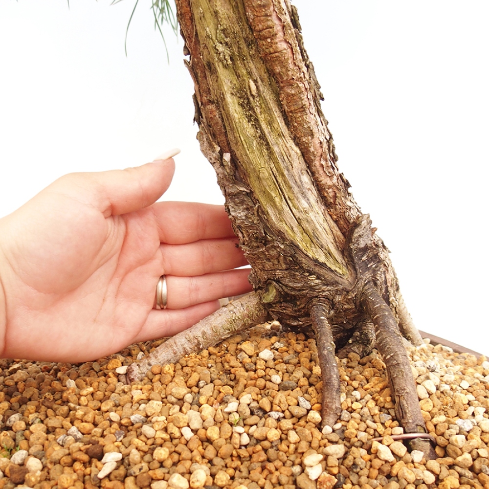 Vonkajšie bonsaje - Pinus thunbergii - borovica Thunbergova