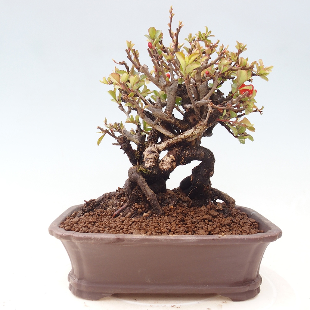 Vonkajšie bonsaje - Chaneomeles speciosa - Kdoule