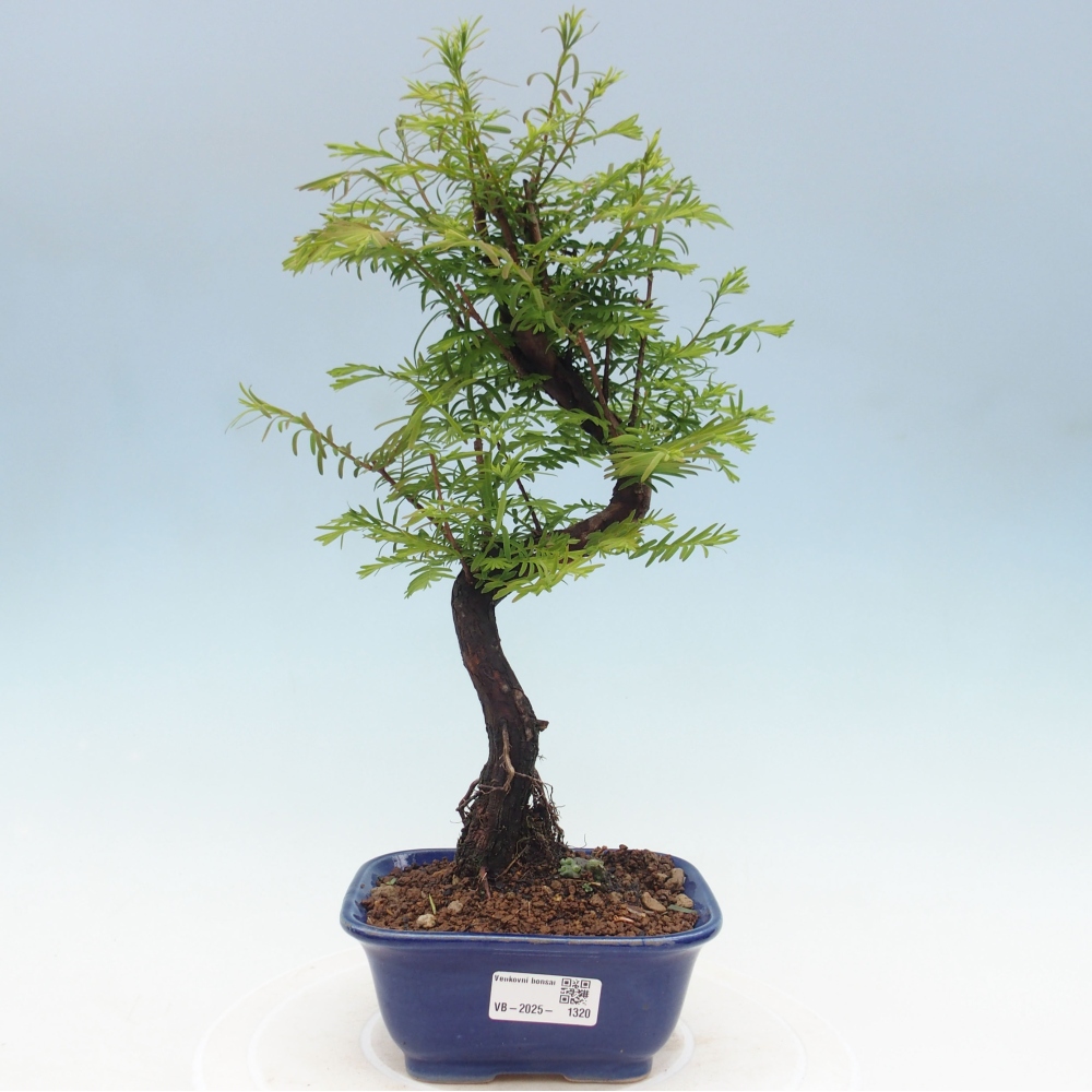 Vonkajšie bonsai - Metasequoia glyptostroboides - Metasekvoja Čínska