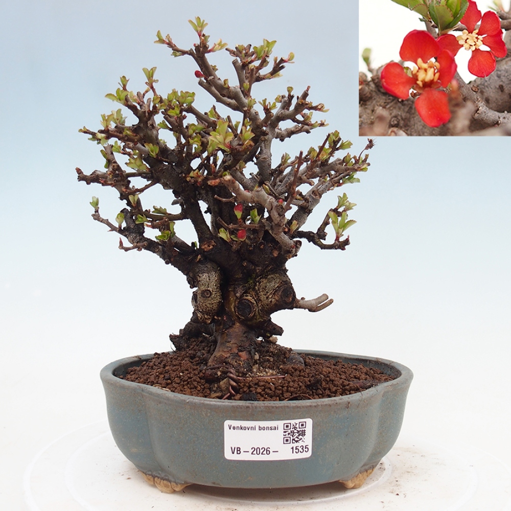 Vonkajšie bonsaje - Chaneomeles speciosa - Kdoule