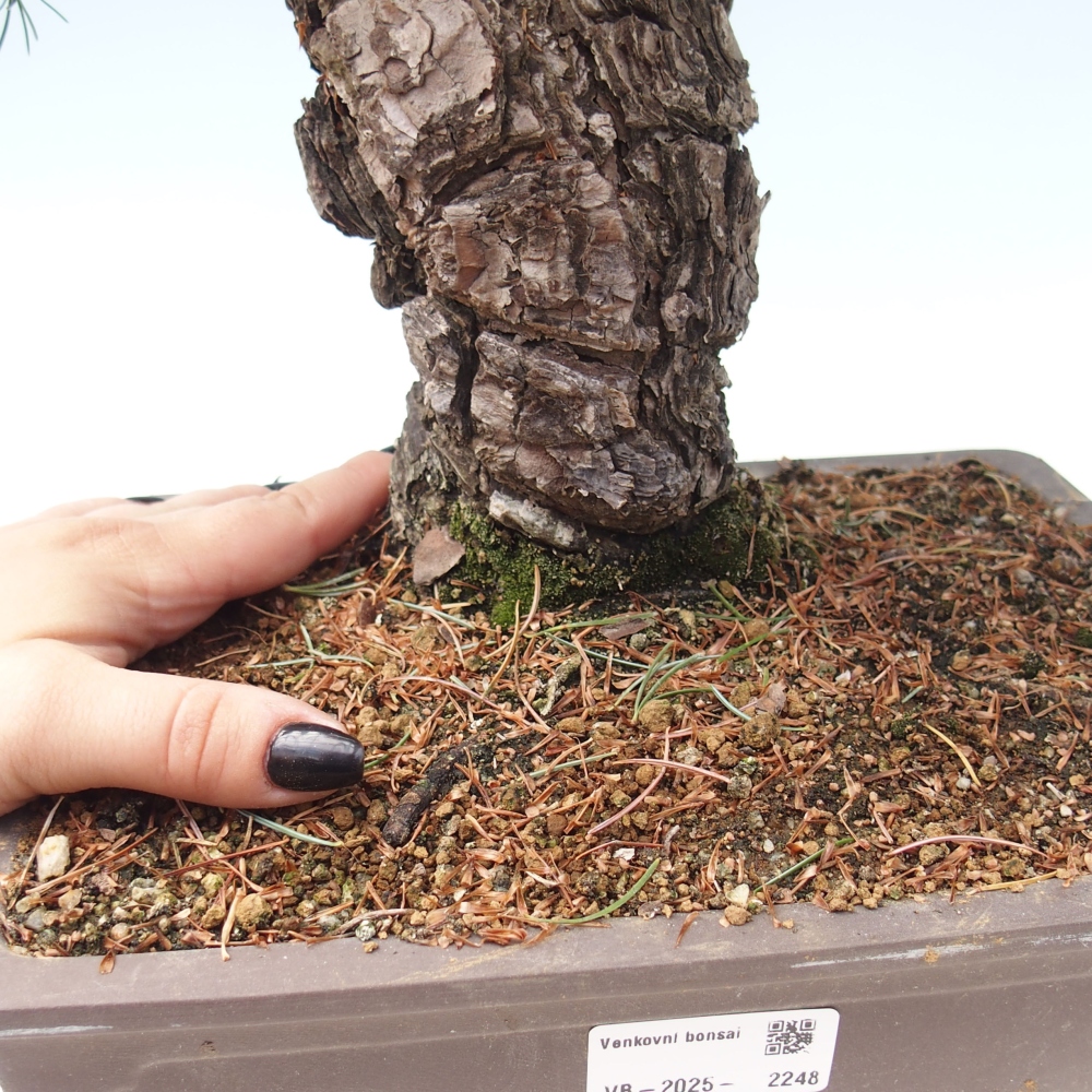 Vonkajšie bonsai - Pinus parviflora - Borovica drobnokvetá