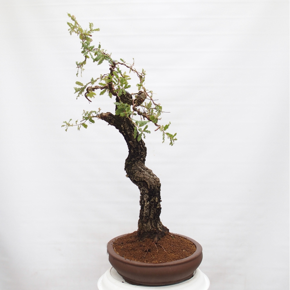 Yamadori - Quercus Ilex -Dub cezmínovitý