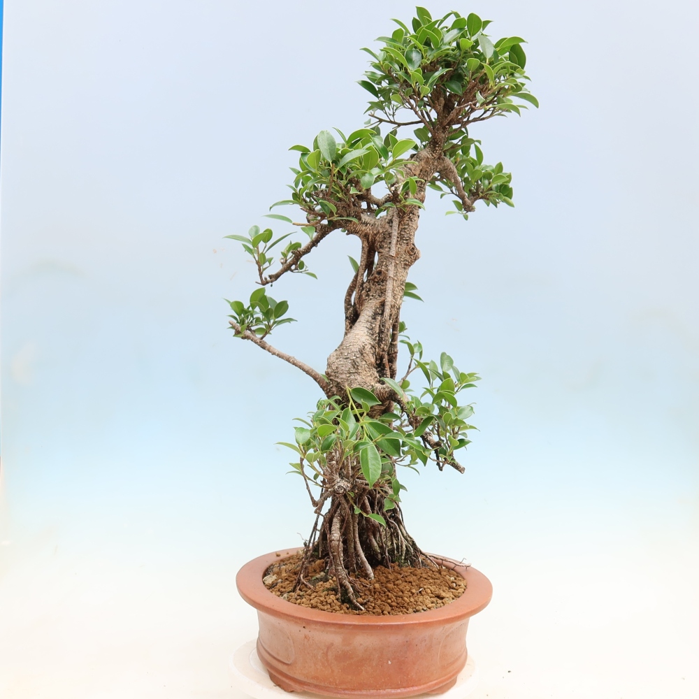 Izbové bonsaje - Ficus kimmen - drobnolistý fikus