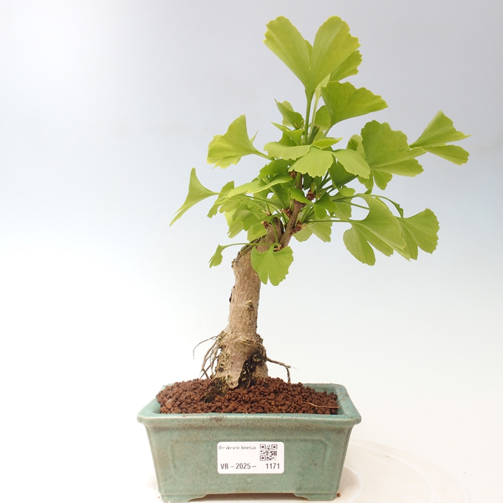 Vonkajší bonsai - Jinan dvojlaločný - Ginkgo biloba