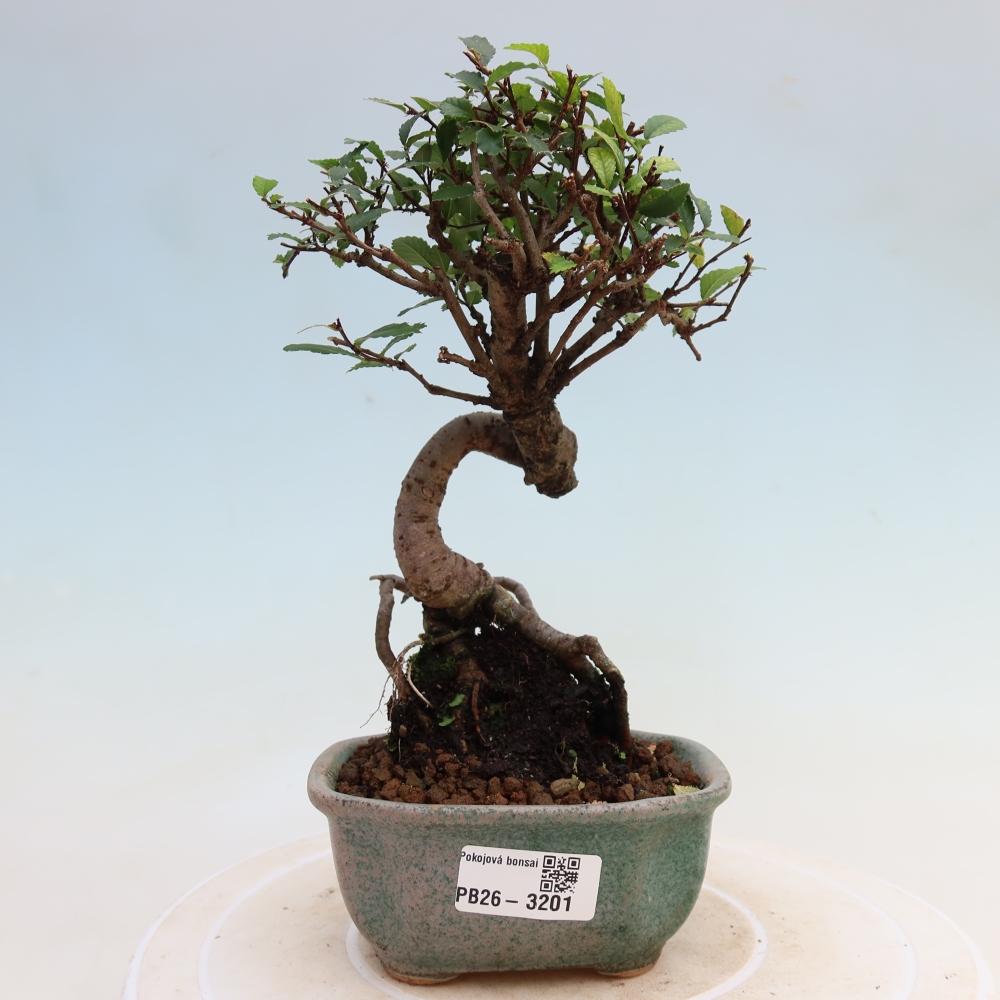 Izbový bonsaj - Ulmus parvifolia - brest malolistý
