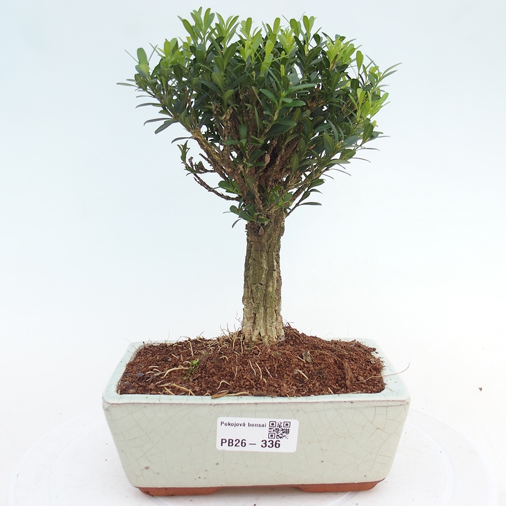 Izbové bonsaje - Buxus harlandii - korkový buxus