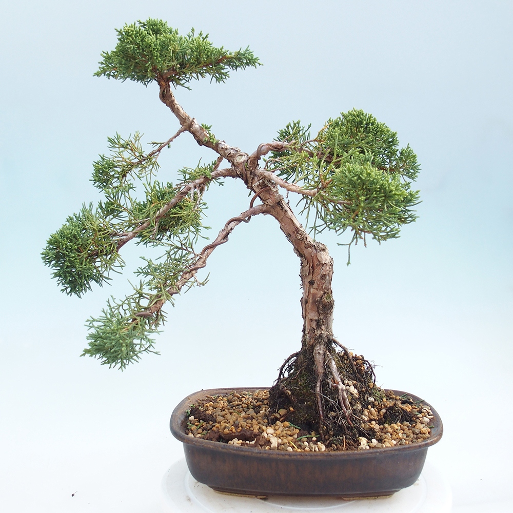 Vonkajšie bonsai - Juniperus chinensis Kishu -Jalovec čínsky