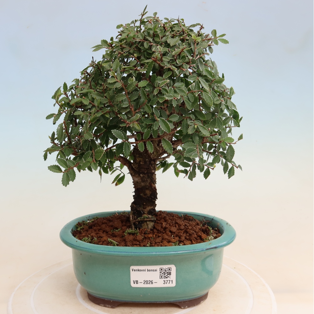Vonkajšie bonsaje - Zelkova - Zelkova NIRE