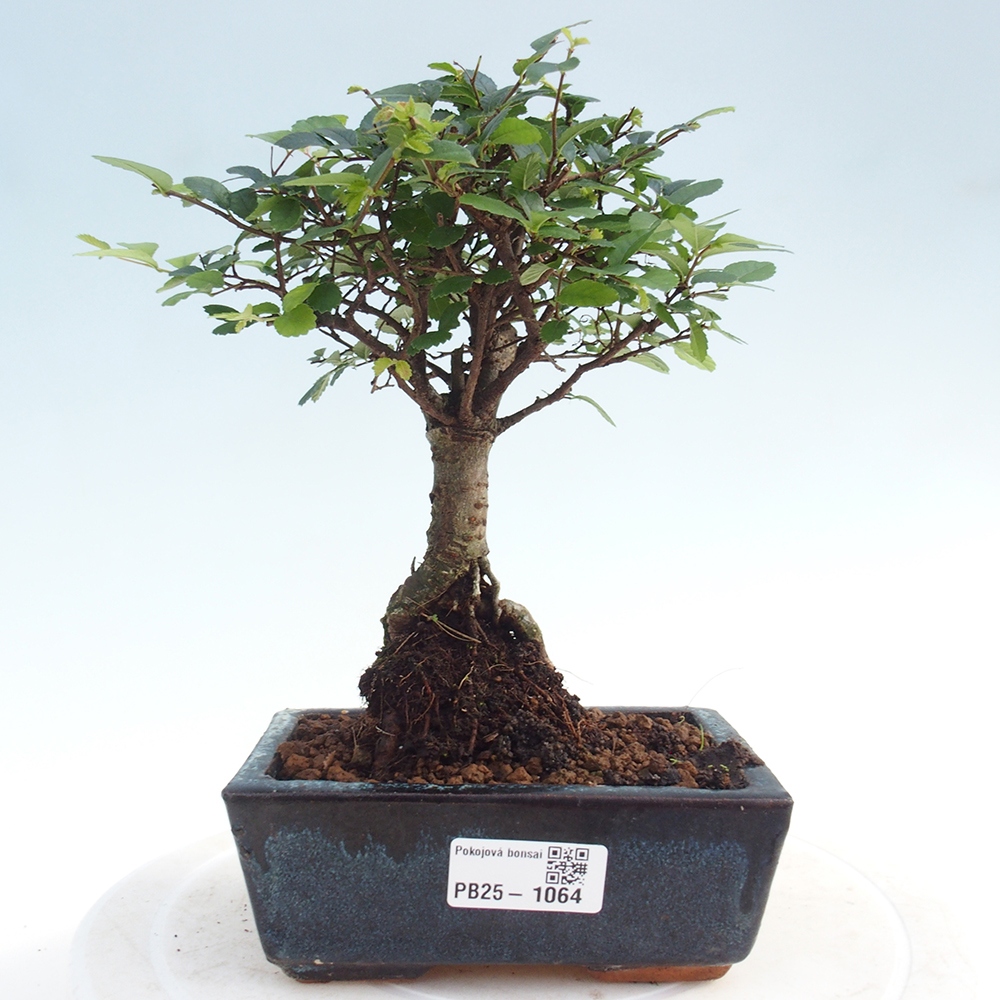 Izbová bonsai - Ulmus parvifolia - Malolistý brest