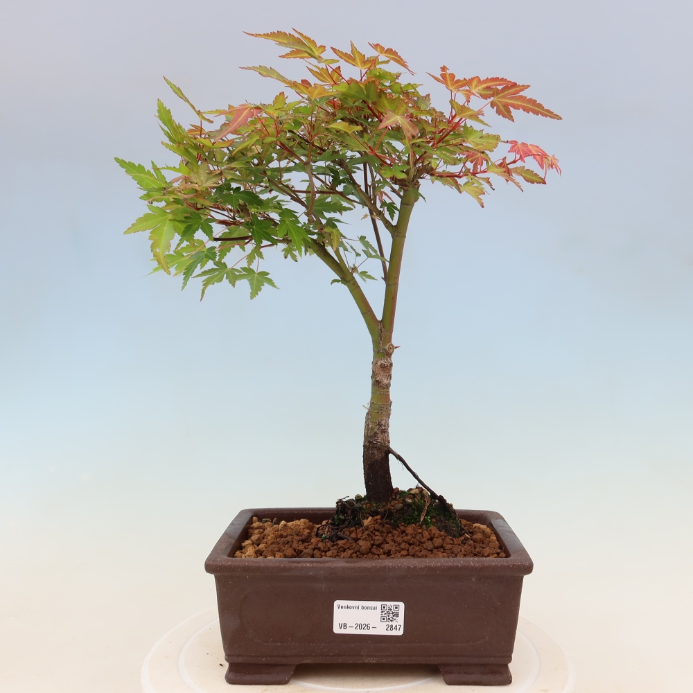 Javor poľný - Acer palmatum Beni Tsukasa