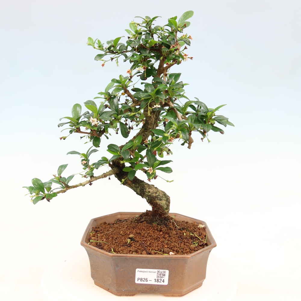 Izbové bonsaje - Carmona macrophylla - Tea fuki