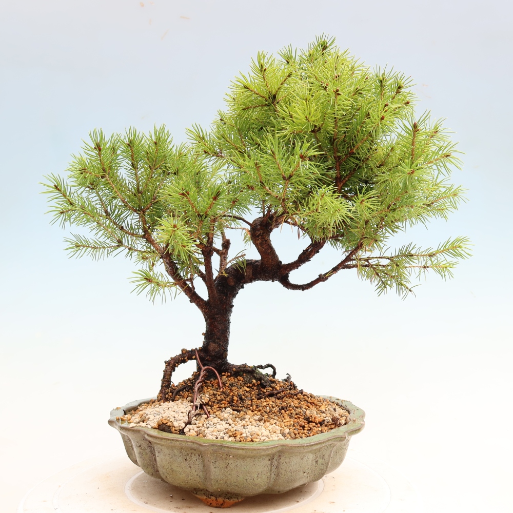 Vonkajší bonsai – Smrek sivý – Picea glauca globe