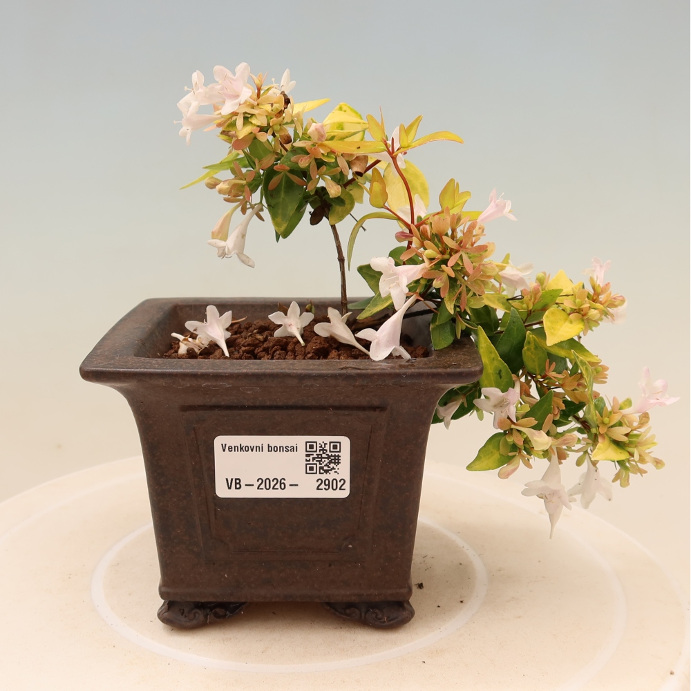 Vonkajší bonsai – Abelia gr. Kleidoscope – Abélie veľkokvetá