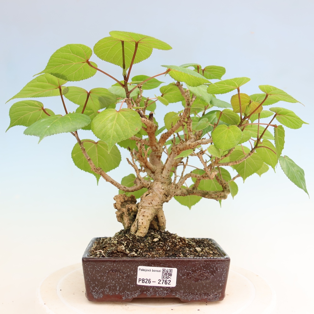 Izbový bonsaj - Hibiscus tiliaceus - Ibišek morský