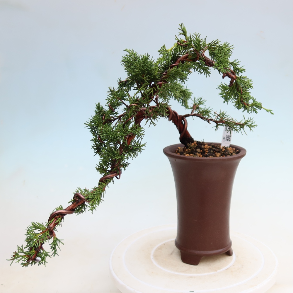 Vonkajší bonsaj - Juniperus chinensis Kishu