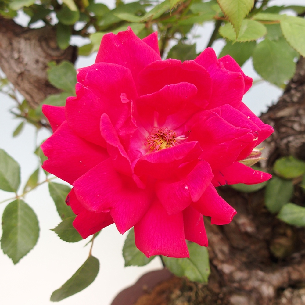 Vonkajší bonsai - Rosa Kordes - ruža
