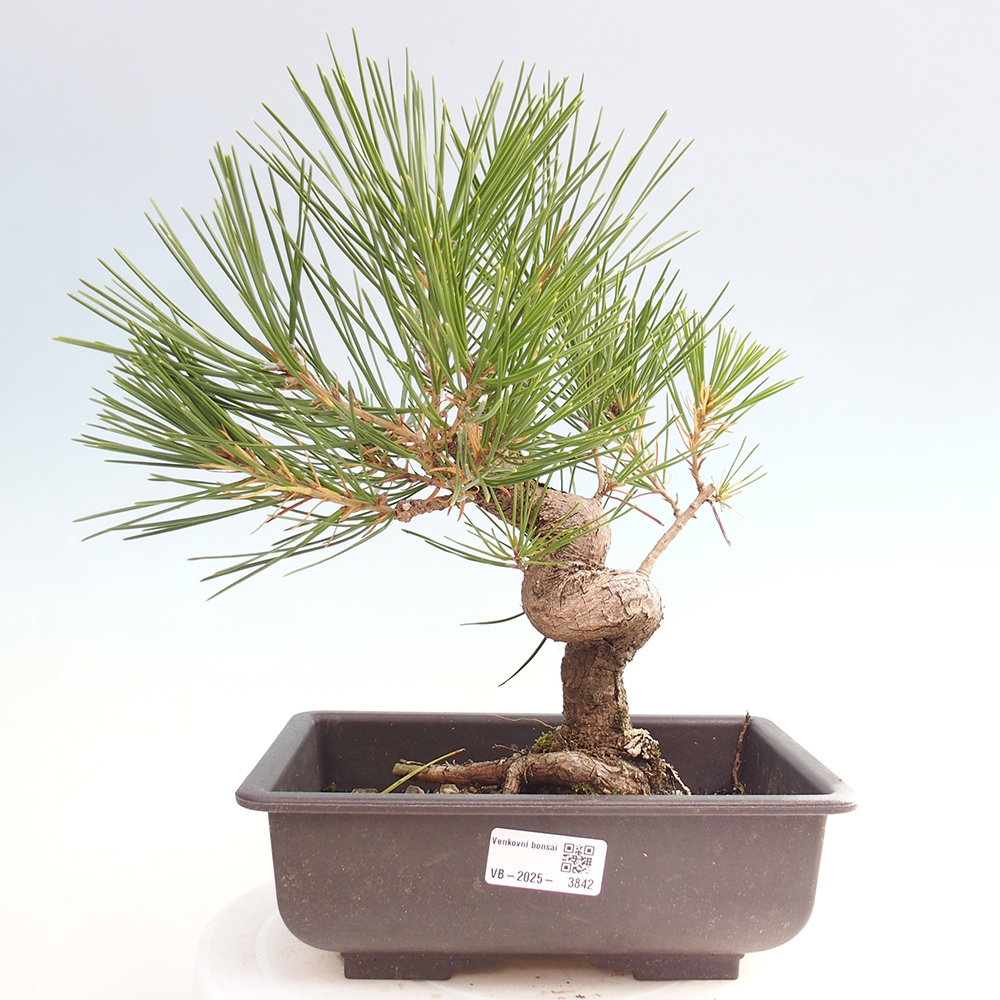 Vonkajšie bonsaje - Pinus thunbergii - borovica Thunbergova