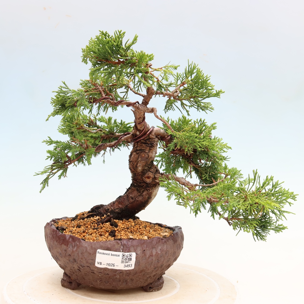 Vonkajší bonsai – Juniperus chinensis Itoigawa – čínsky jalovec