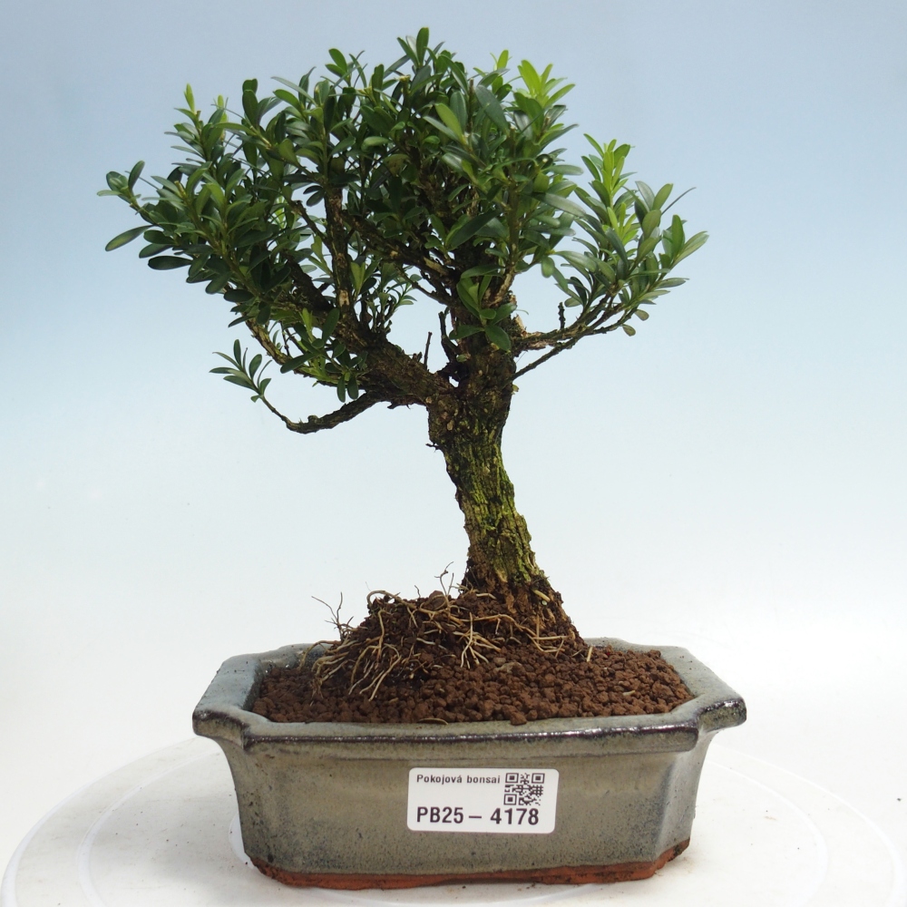 Izbové bonsaje - Buxus harlandii - korkový buxus