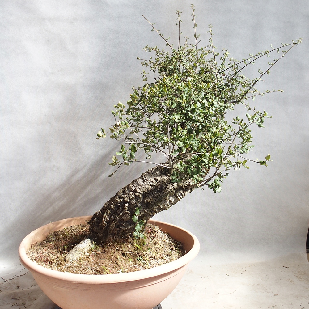 vonkajšie bonsai Quercus suber - Korkový dub