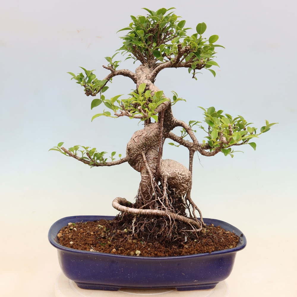 Izbové bonsaje - Ficus kimmen - drobnolistý fikus