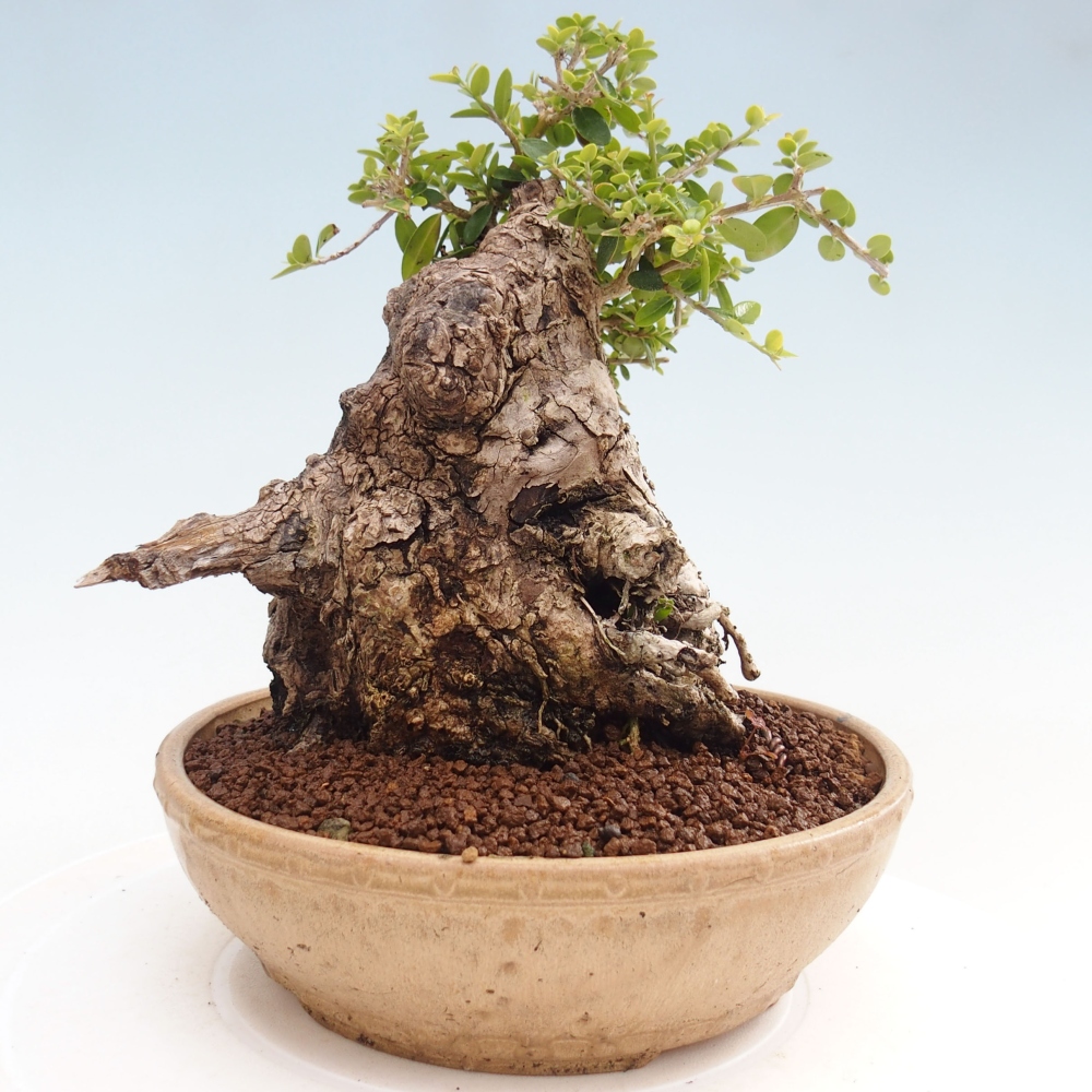 Izbová bonsai - Olea europaea sylvestris -Oliva evropská drobnolistá