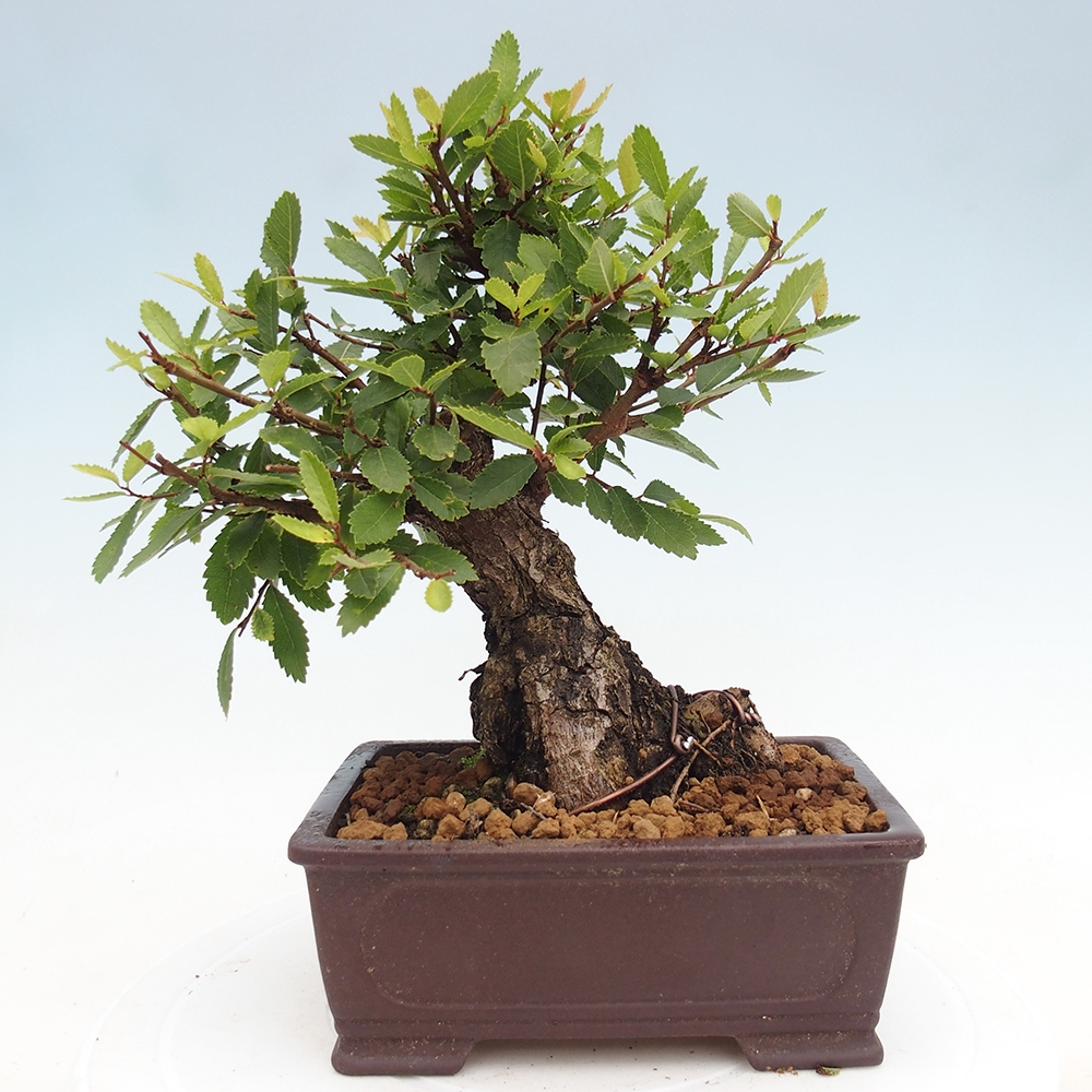 Vonkajšie bonsaje - Zelkova - Zelkova NIRE