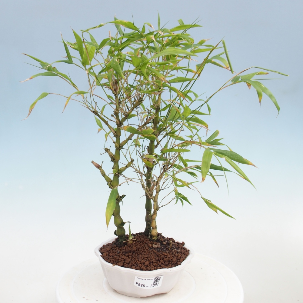 Izbová bonsai - Bambus budha-Bambus budhovo brucho