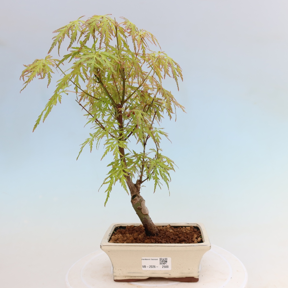Vonkajší bonsai – Acer palmatum Dissectum – javor dlaňolistý 