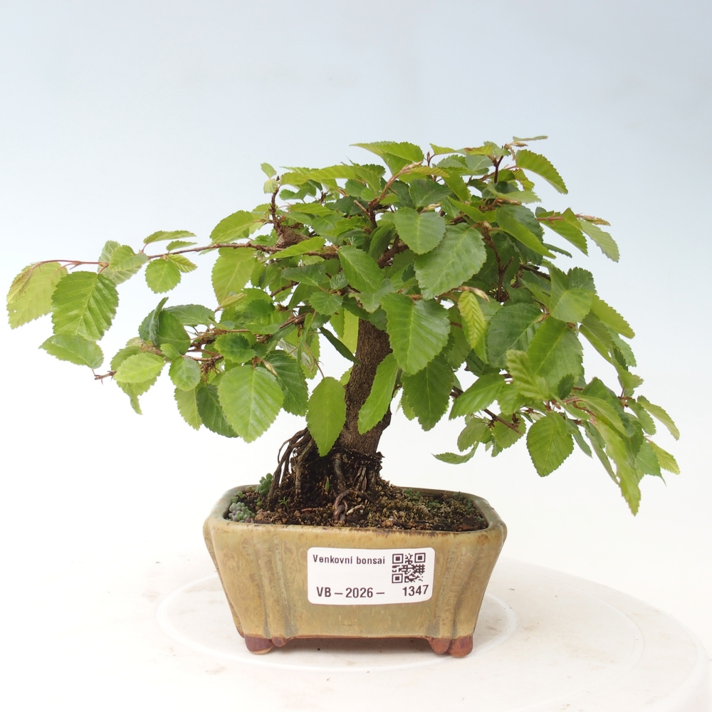 Vonkajšie bonsaje -Carpinus CARPINOIDES - Hrab kórejský