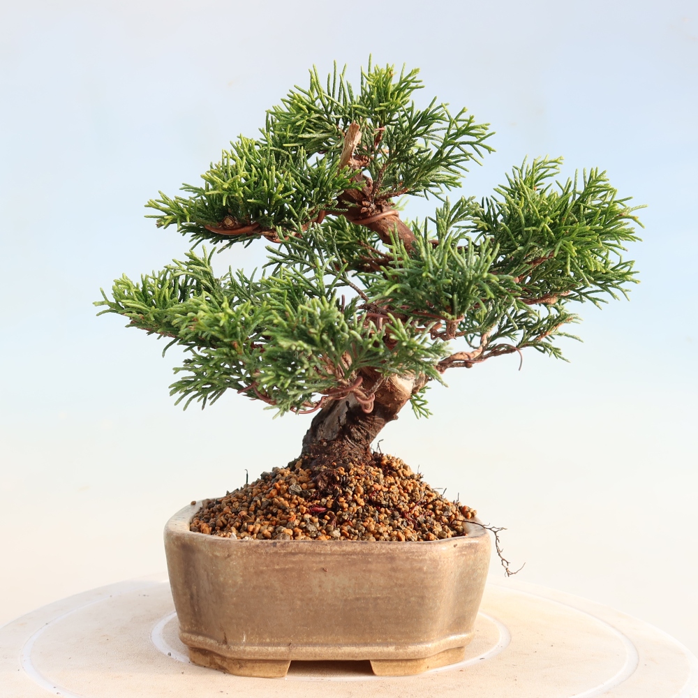 Vonkajší bonsai - Juniperus chinensis Itoigawa -Jalovec čínsky