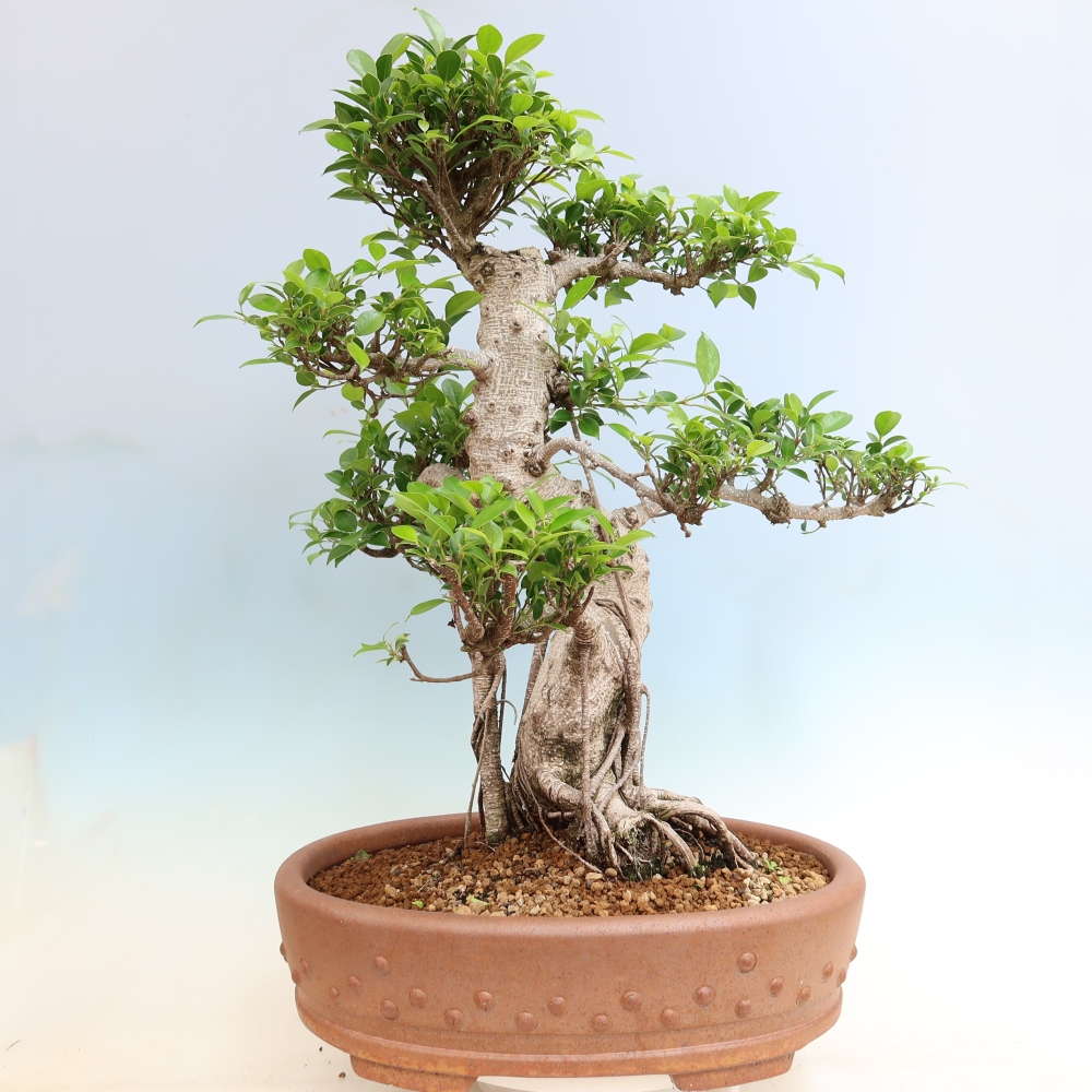 Izbové bonsaje - Ficus kimmen - drobnolistý fikus