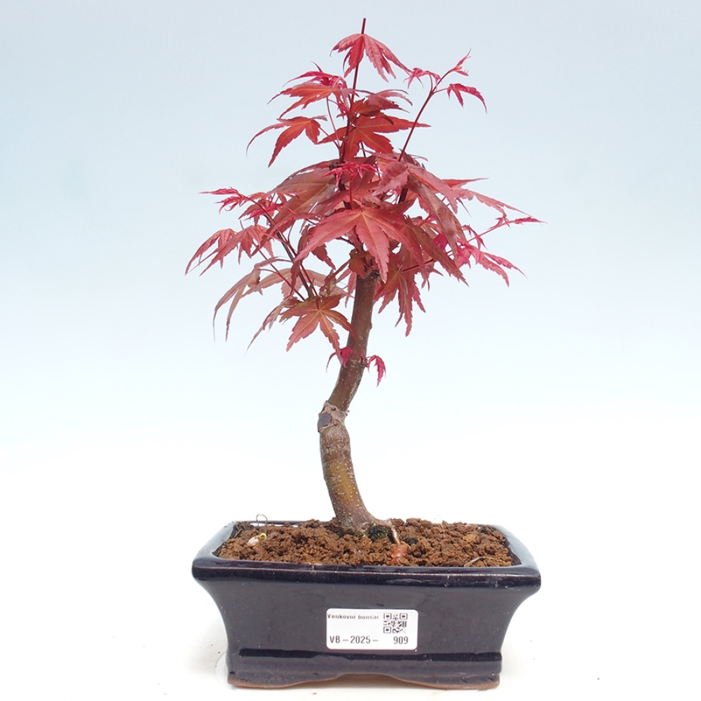 Vonkajšie bonsai - Javor dlaňolistý - Acer palmatum DESHOJO