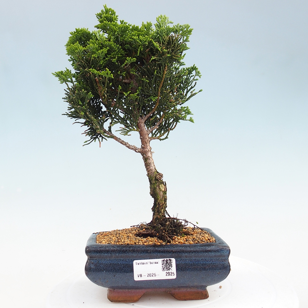 Vonkajšie bonsai - Cham.pis obtusa Nana Gracilis - Cypruštek