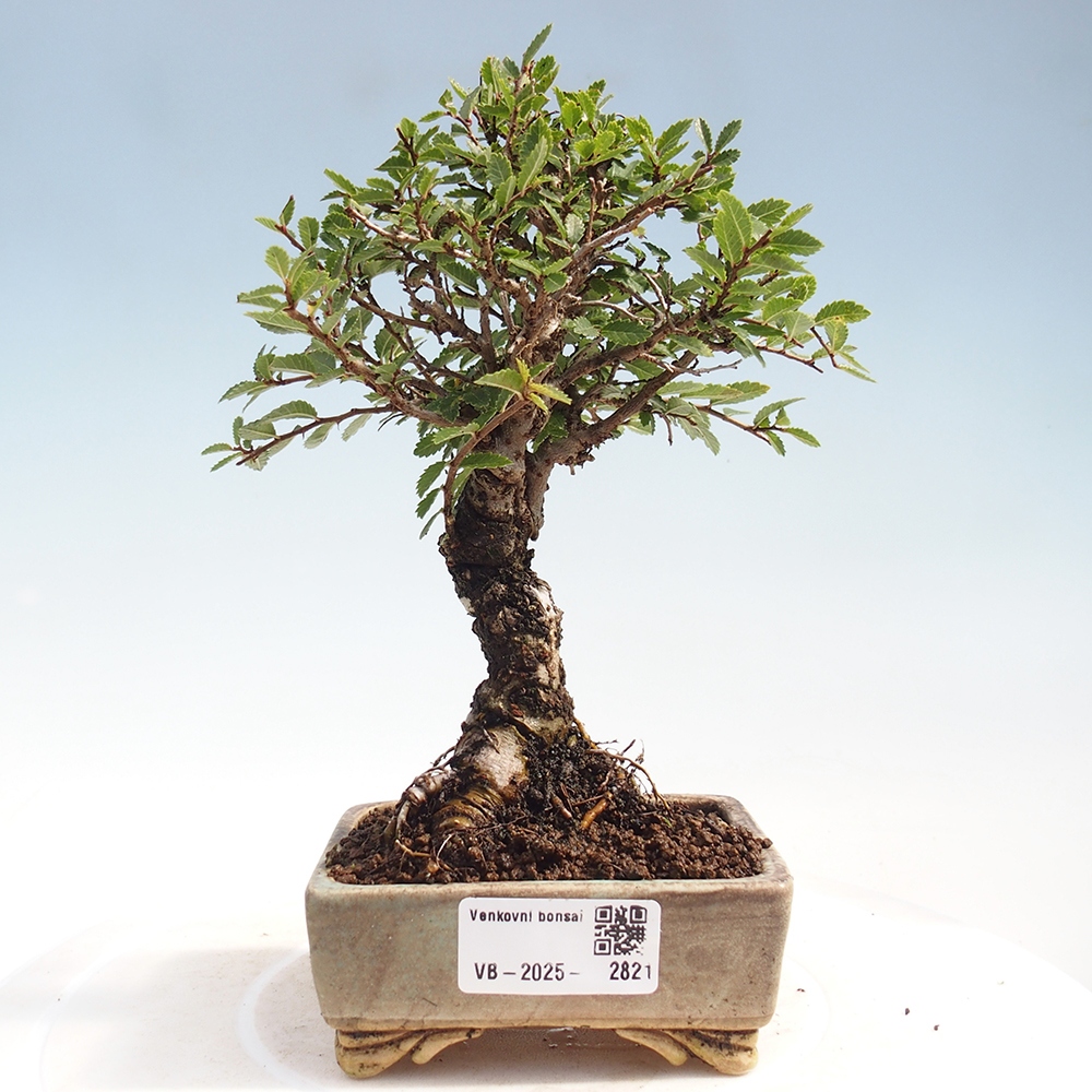 Vonkajšie bonsai - Zelkova - Zelkova Nirom