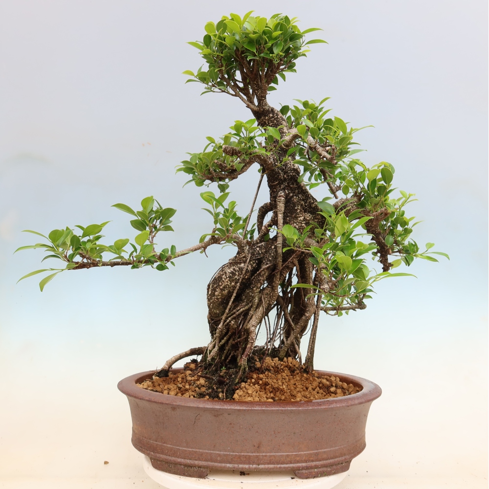 Izbové bonsaje - Ficus kimmen - drobnolistý fikus