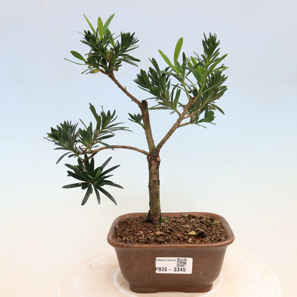 Izbové bonsaje - Podocarpus - Kamenný tis
