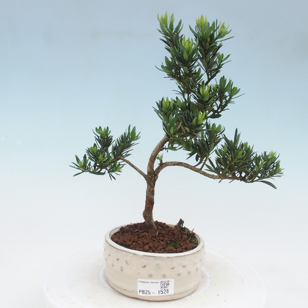 Izbová bonsai - Podocarpus - Kamenný tis