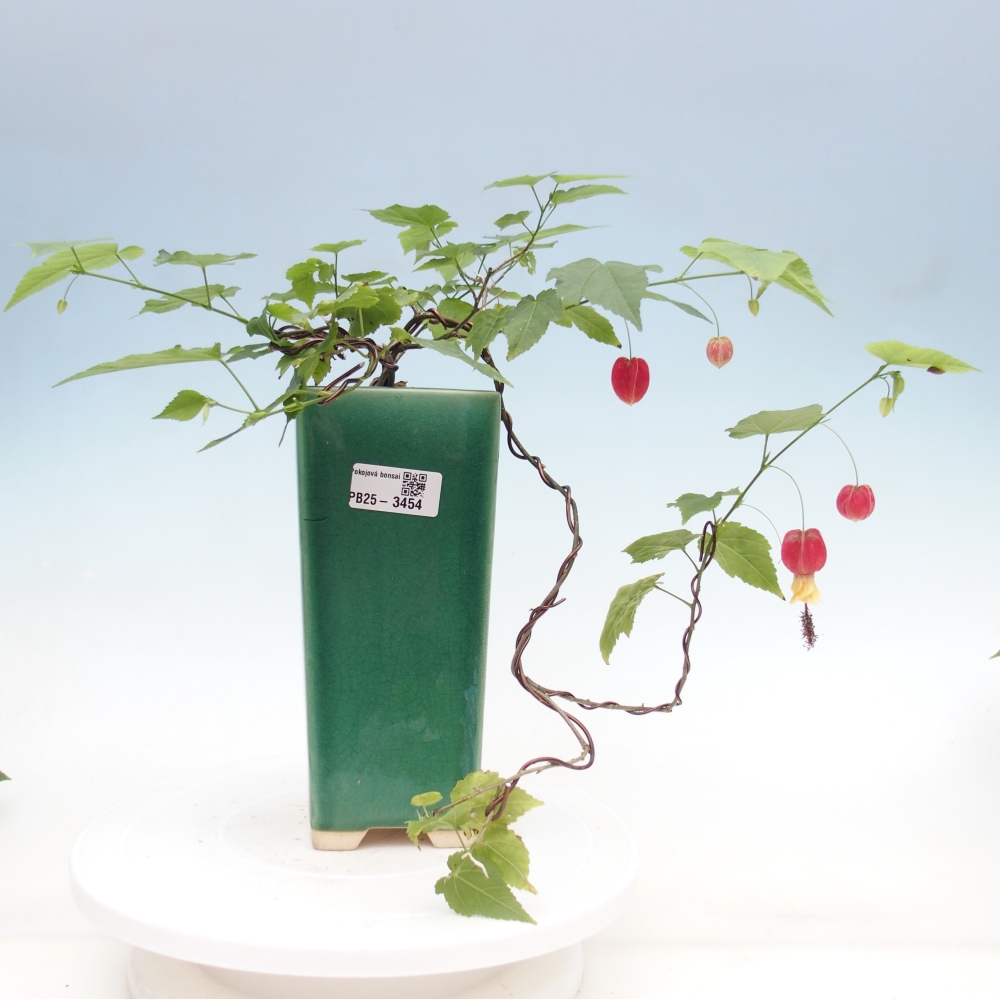 Izbový bonsaj - Abutilon Big Bell - Cloudberry