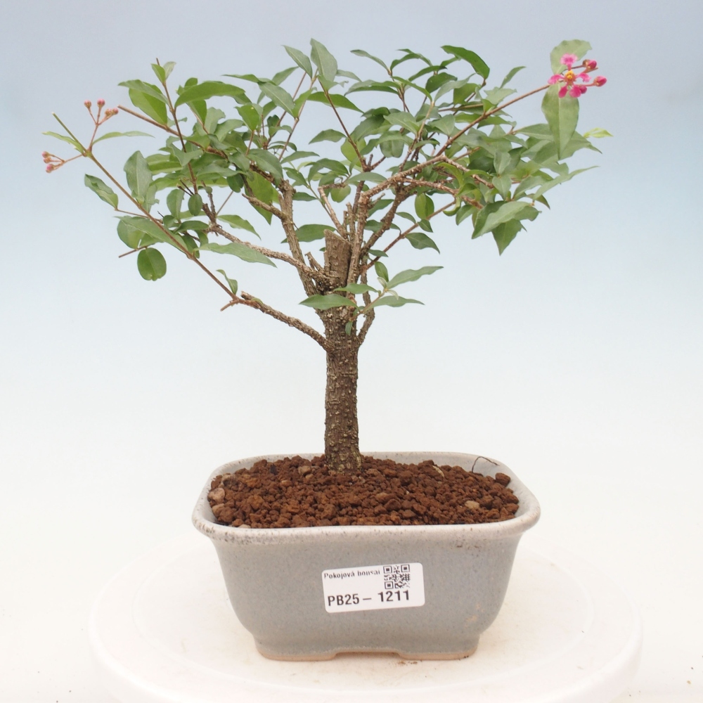 Izbová bonsai - Malpighia coccigera- Barbdorská čerešňa