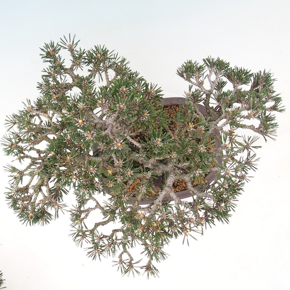 Vonkajšia bonsaj - Pinus thunbergii Kotobuki - borovica Thunbergova