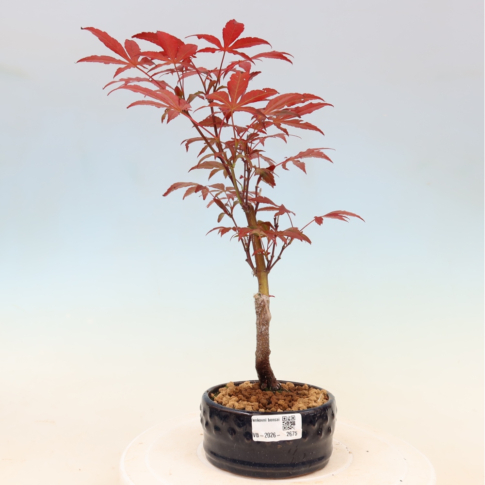 Vonkajšia bonsaj - palma Acer. Atropurpureum-Javor palmový