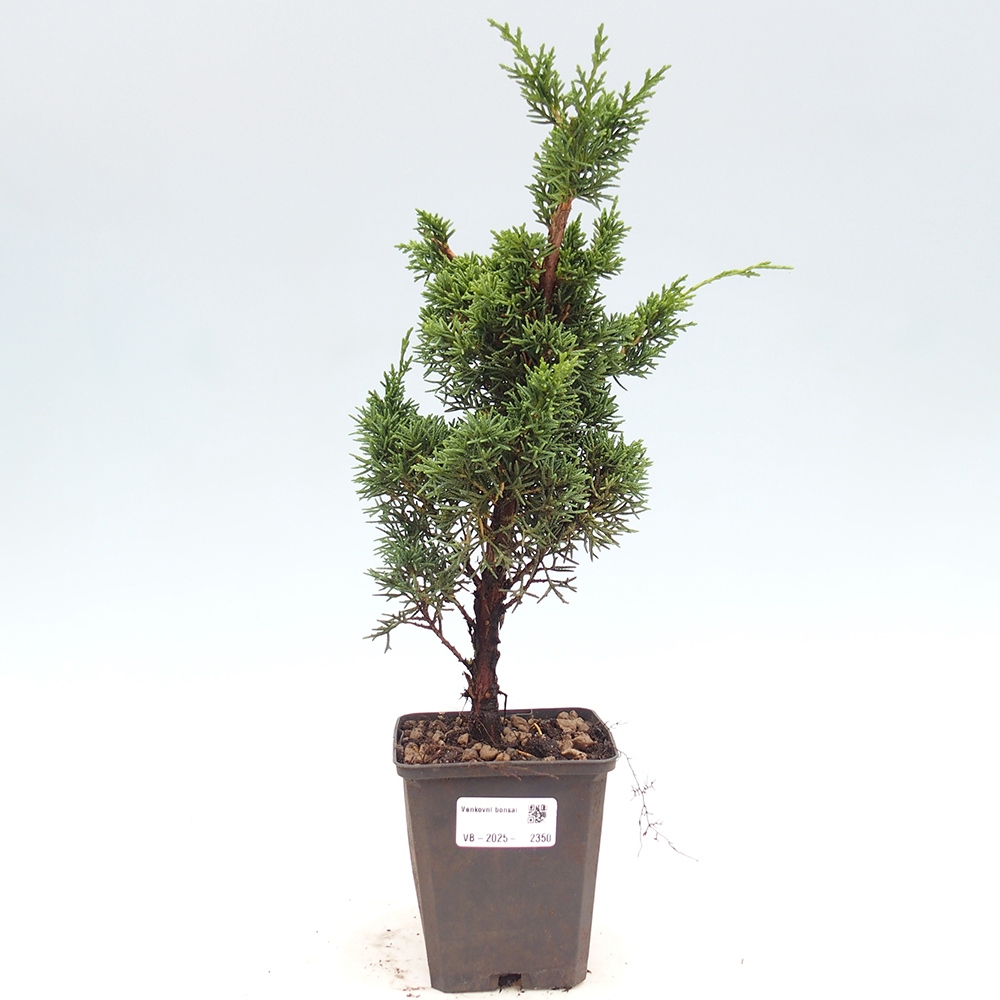 Vonkajšie bonsai - Juniperus chinensis Kishu -Jalovec čínsky