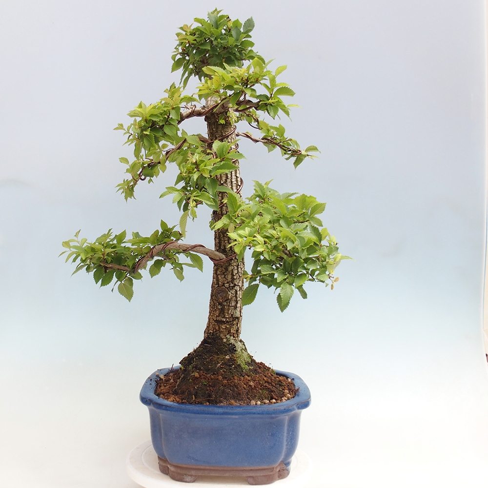Vonkajšie bonsai - Zelkova - Zelkova Nirom