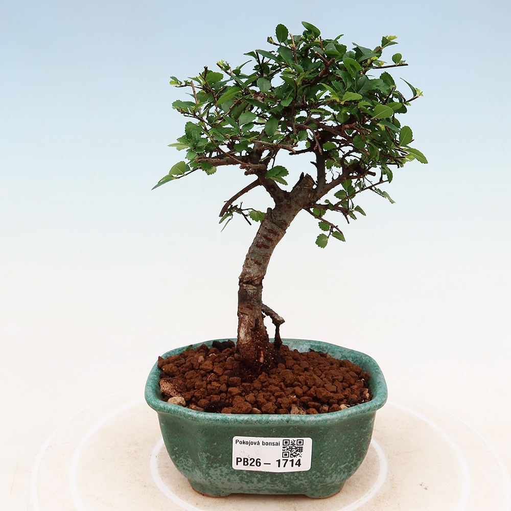 Izbový bonsaj - Ulmus parvifolia - brest malolistý