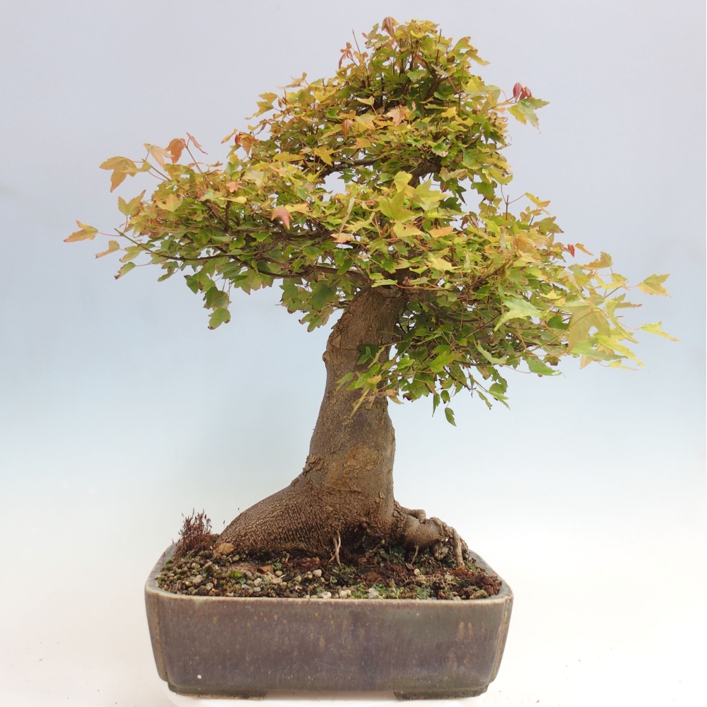 Vonkajšie bonsai - Javor Buergerianum - Javor Burgerův