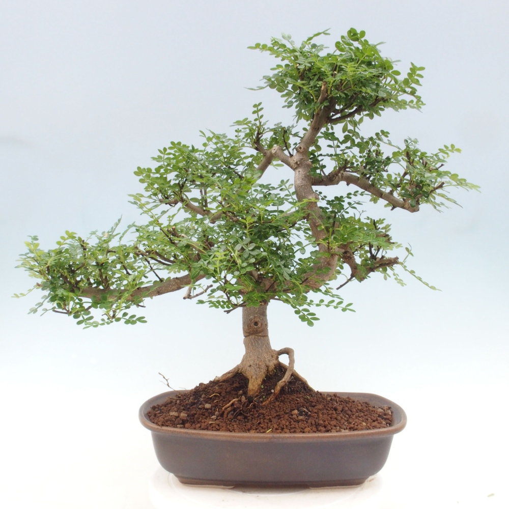 Izbová bonsai - Zantoxylum piperitum - korenistý