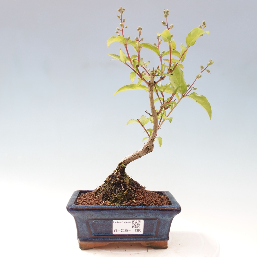 Vonkajší bonsai - Deutzia scabra Candidissima - Trojpuk