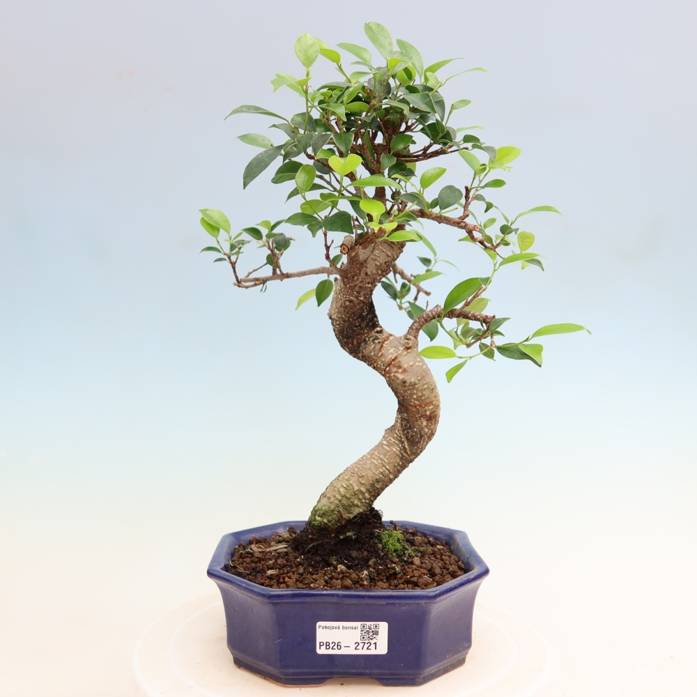 Izbové bonsaje - Ficus kimmen - drobnolistý fikus