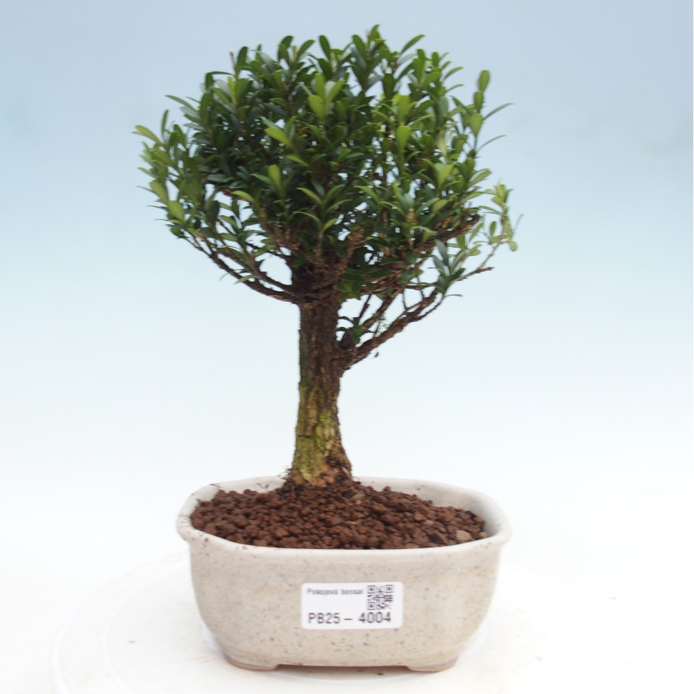 Izbové bonsaje - Buxus harlandii - korkový buxus